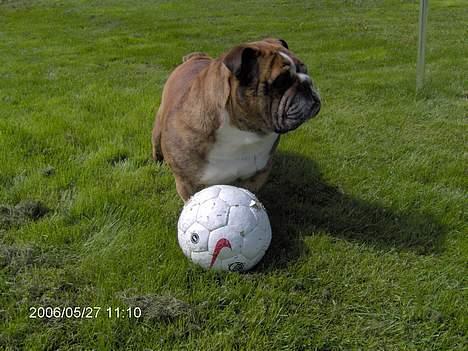 Engelsk bulldog Outskirts Diesel - Hov hvem kommer billede 1