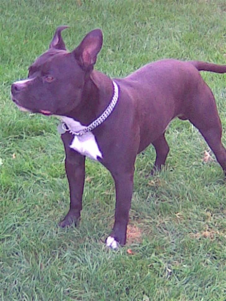 Amerikansk staffordshire terrier ..OZZY.. - ,,hmmm min ozzy i love him billede 8