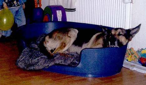 Blanding af racer Cody *DØD* - Min kurv billede 7