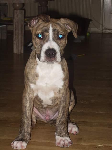 Amerikansk staffordshire terrier Bianco billede 1