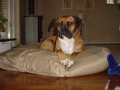 Amerikansk bulldog Tess billede 12