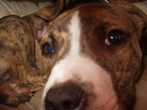 Amerikansk staffordshire terrier Bianco billede 2