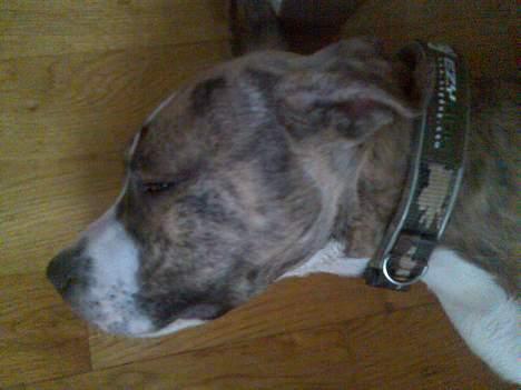 Amerikansk staffordshire terrier Bianco billede 3