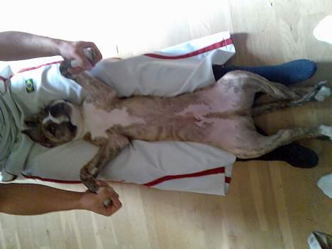 Amerikansk staffordshire terrier Bianco billede 4