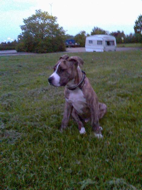 Amerikansk staffordshire terrier Bianco billede 5