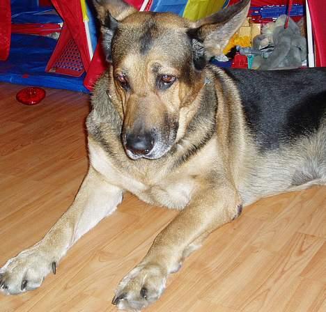 Blanding af racer Cody *DØD* - Tar lige en slapper billede 8