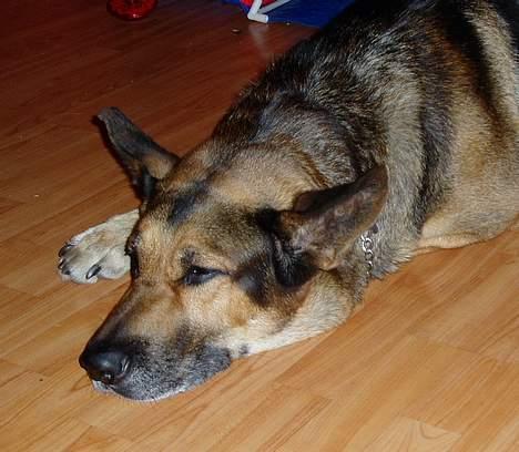 Blanding af racer Cody *DØD* - Total afslapning billede 9