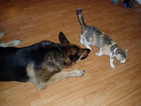 Blanding af racer Cody *DØD* - Der kom en missekat billede 10