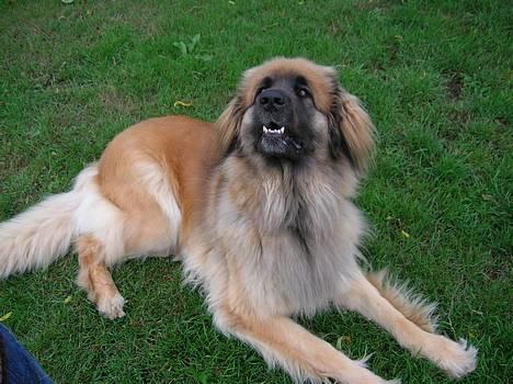 Leonberger Amanda  15-7-08 R.I.P - Har du noget til mig... fra 13-8-06 billede 8