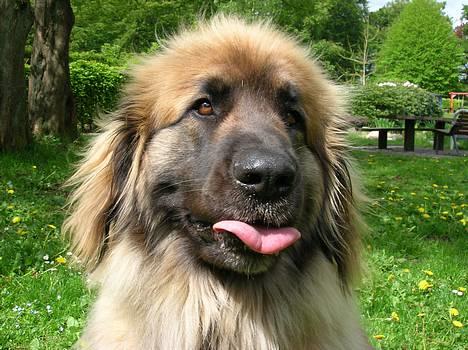 Leonberger Amanda  15-7-08 R.I.P - Hold tungen lige i munden siger hun......ja ja , prøver jo..Fra 30-5-06 billede 9