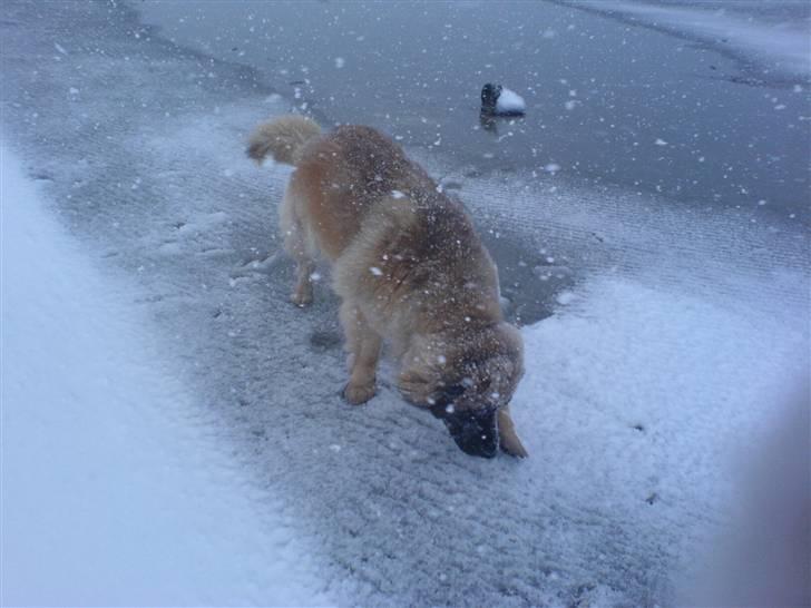 Leonberger Amanda  15-7-08 R.I.P - I sneen 23/03/08 billede 10