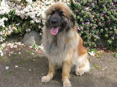 Leonberger Amanda  15-7-08 R.I.P - Fra 30-5-06 billede 11