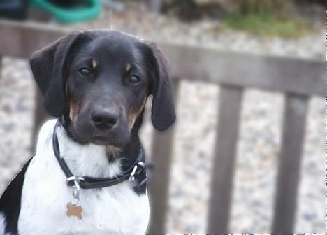 Blanding af racer speechii billede 16