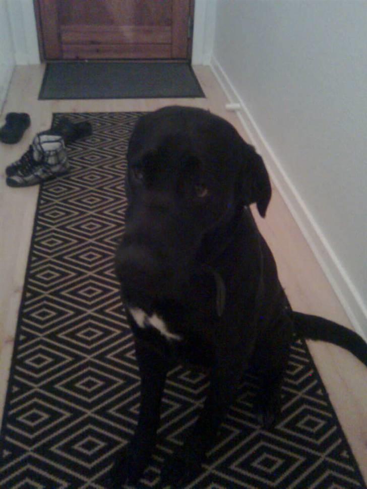 Blanding af racer Tyson - hjemme sent om aftenen billede 1