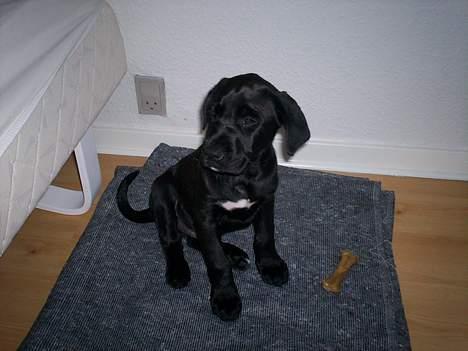 Blanding af racer Tyson - nej ikk tag billeder nu jeg sov lige :( billede 3