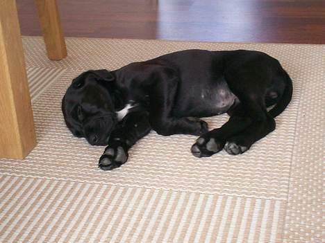 Blanding af racer Tyson - jeg er godt nok træt nu  billede 4