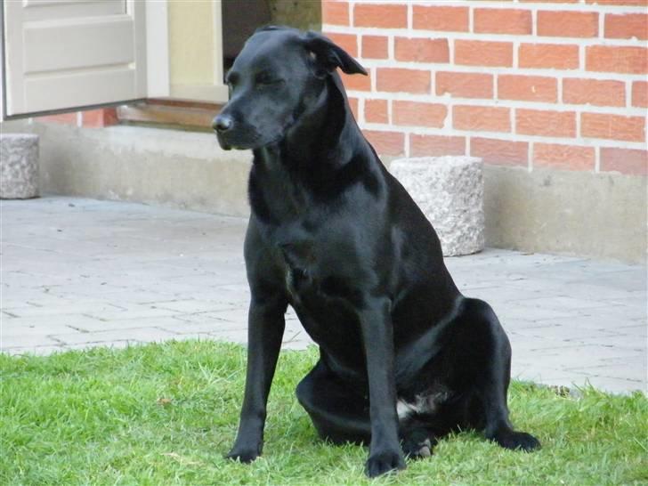 Labrador retriever formel 1 A&H Maggie billede 14