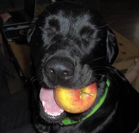 Blanding af racer Tulle - Må jeg præsentere: Total Tulle billede 1