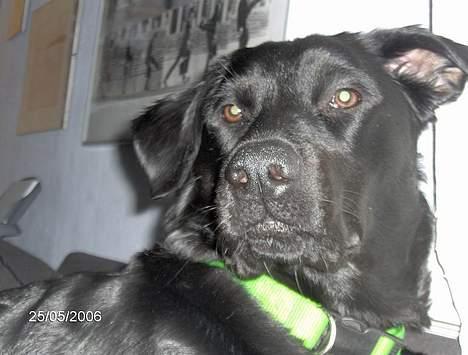 Blanding af racer Tulle - Øhhh talte du til mig?? billede 2