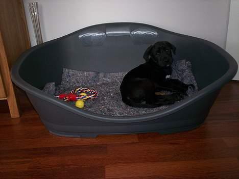 Blanding af racer Tyson - se er det ikke en flot kurv jeg har fået billede 5