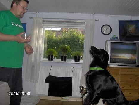 Blanding af racer Tulle - Der hoppes efter godbidder billede 3