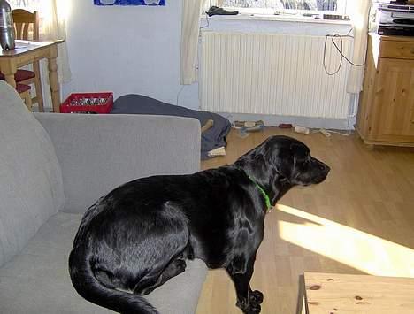 Blanding af racer Tulle - SE, nu er jeg gået ned af sofaen (næsten) billede 4