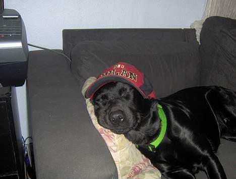 Blanding af racer Tulle - ZZZZZZZZZZzzzzzzz billede 5