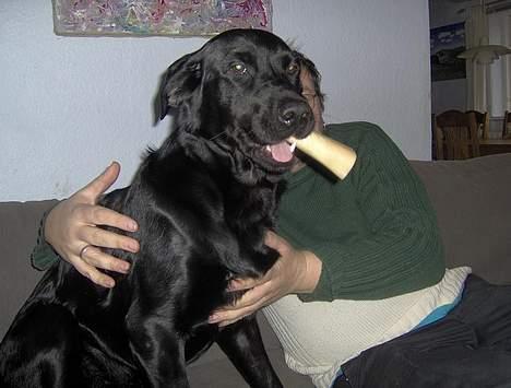 Blanding af racer Tulle - Mere praleben billede 7