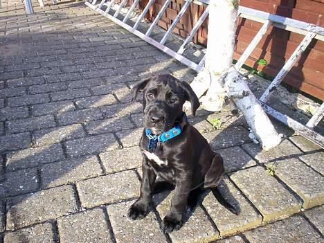 Blanding af racer Tyson - er jeg ikke bare sød billede 6