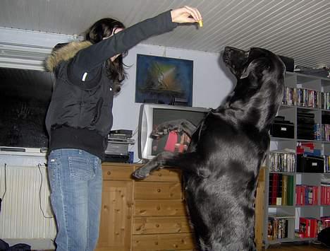 Blanding af racer Tulle - Er du en dygtig puddel? billede 9