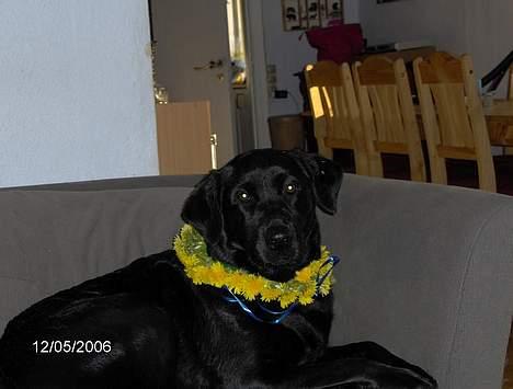 Blanding af racer Tulle - Tulle i forårshumør, med blomsterhalsbånd billede 10