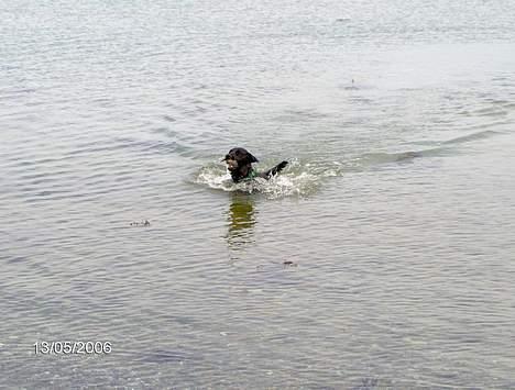 Blanding af racer Tulle - Badedyr i aktion. billede 11