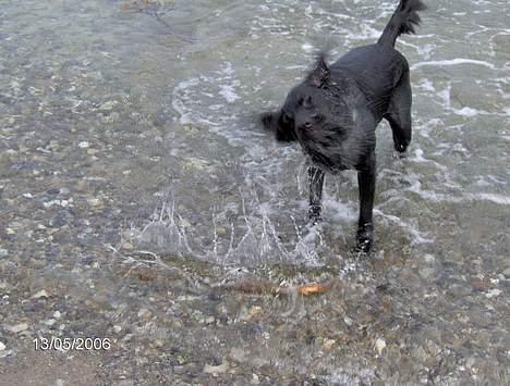 Blanding af racer Tulle - En rystende oplevelse billede 12