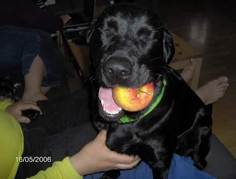 Blanding af racer Tulle - Jeps, jeg kan godt li æbler *GG* billede 14