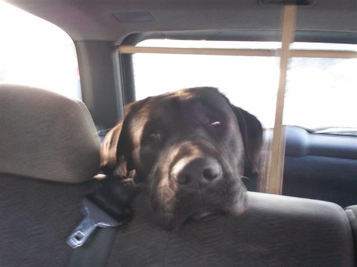 Blanding af racer Tyson -  slapper af billede 8