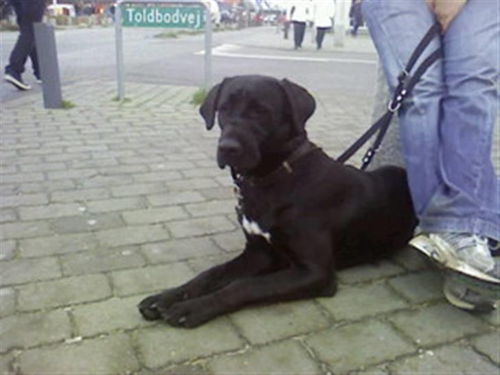 Blanding af racer Tyson - hvor er jeg lækker undskyld kvaliteten   billede 9