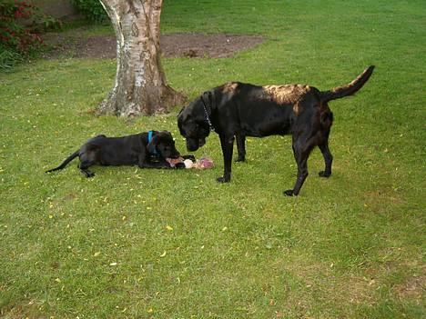 Blanding af racer Tyson - her leger jeg med tigi  billede 10