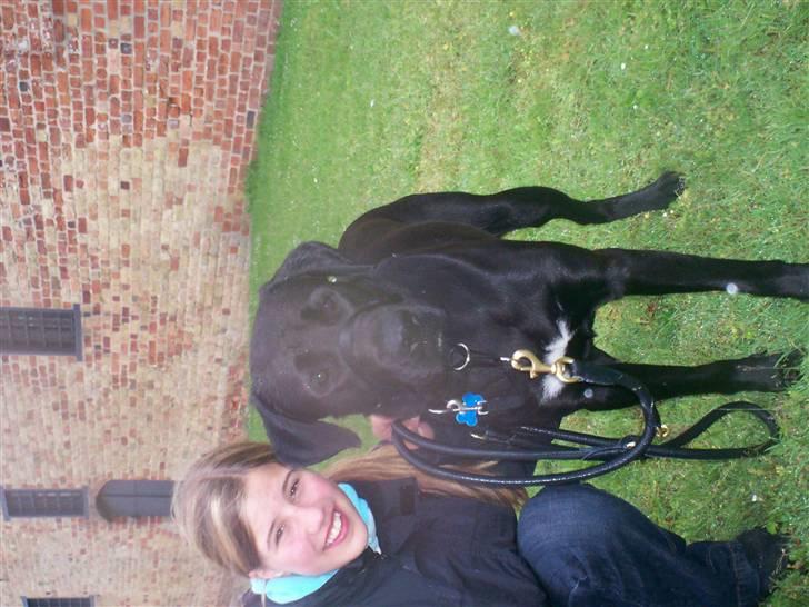 Blanding af racer Tyson -  mig og tyson ved sønderborg slot  billede 11