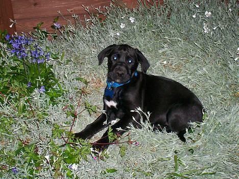Blanding af racer Tyson - her ligger jeg lige i mor`s blomsterbed selvom jeg ikk må billede 12