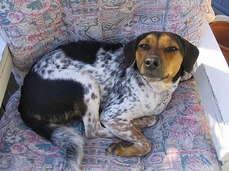 Dansk svensk gaardhund Laika <3 - velkommen..<3 billede 1