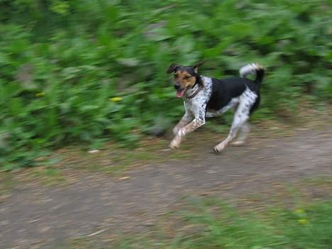 Dansk svensk gaardhund Laika <3 - løber i skoven..<3 billede 2