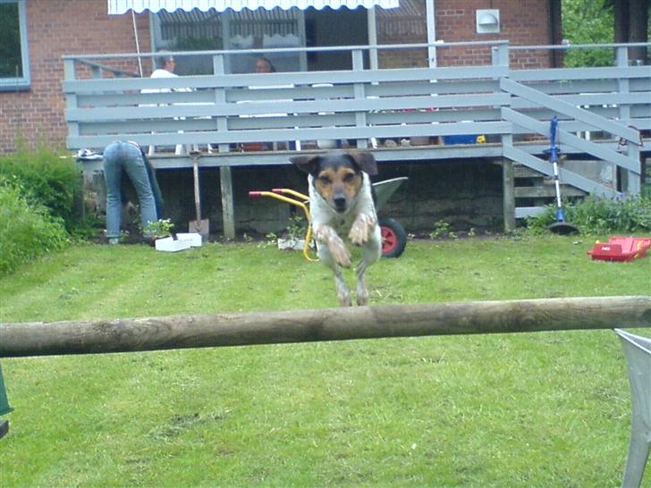 Dansk svensk gaardhund Laika <3 - HOP. <3 billede 3