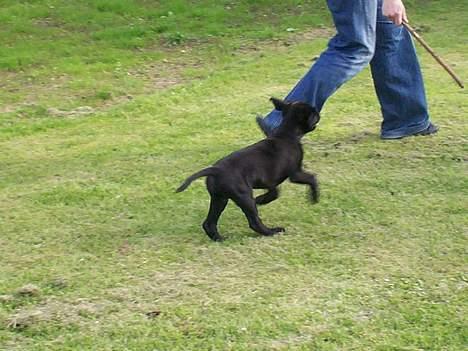 Blanding af racer Tyson - her leger jeg lige med mor hun har taget min pind billede 13