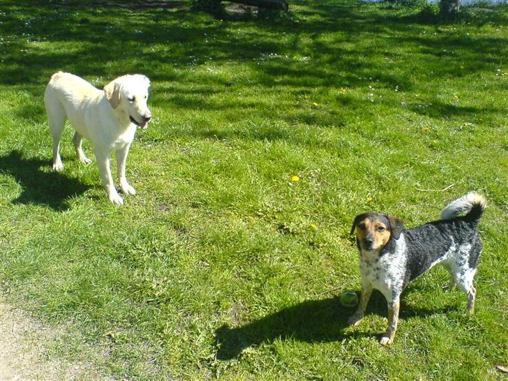 Dansk svensk gaardhund Laika <3 - Laika & sin bedste veninder Mille xD billede 4