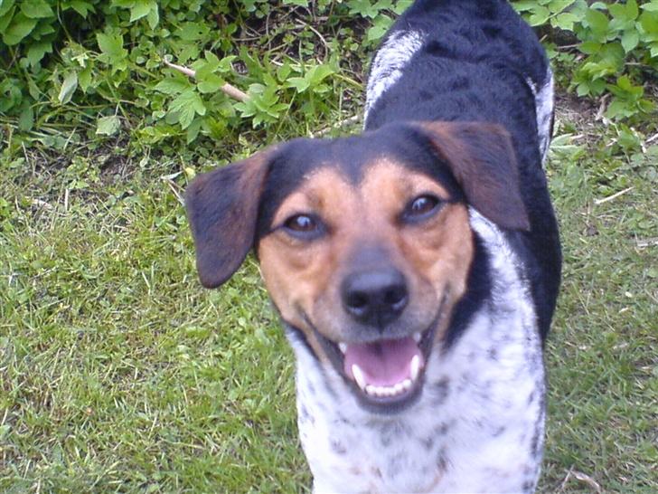 Dansk svensk gaardhund Laika <3 - Smukke ;D billede 5