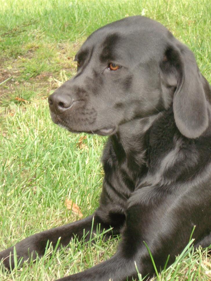 Labrador retriever Teglgaardens Maj - Hejsa.. Jeg hedder Maj billede 1