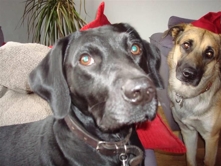 Blanding af racer Boogie  - Kongen billede 1