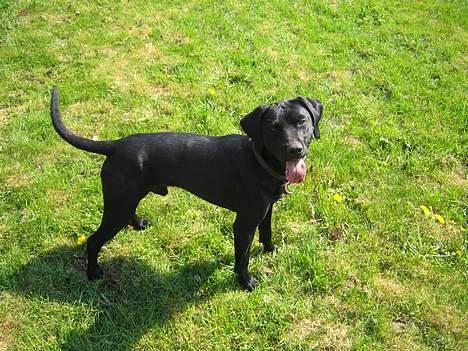 Blanding af racer Boogie  - Boogie.... "Er du HELT sikker på at jeg skal fotograferes mor?" billede 2