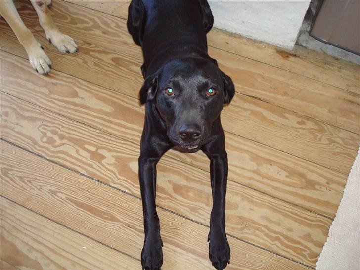 Blanding af racer Boogie  - Den blitz gør avs moar billede 3