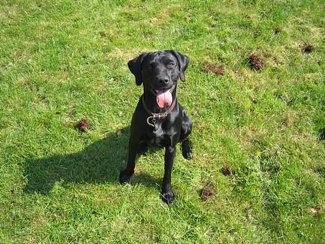 Blanding af racer Boogie  - Boogie.... " Hvad laver du Hva? Hva? Hva? Hva? Hva?" billede 4